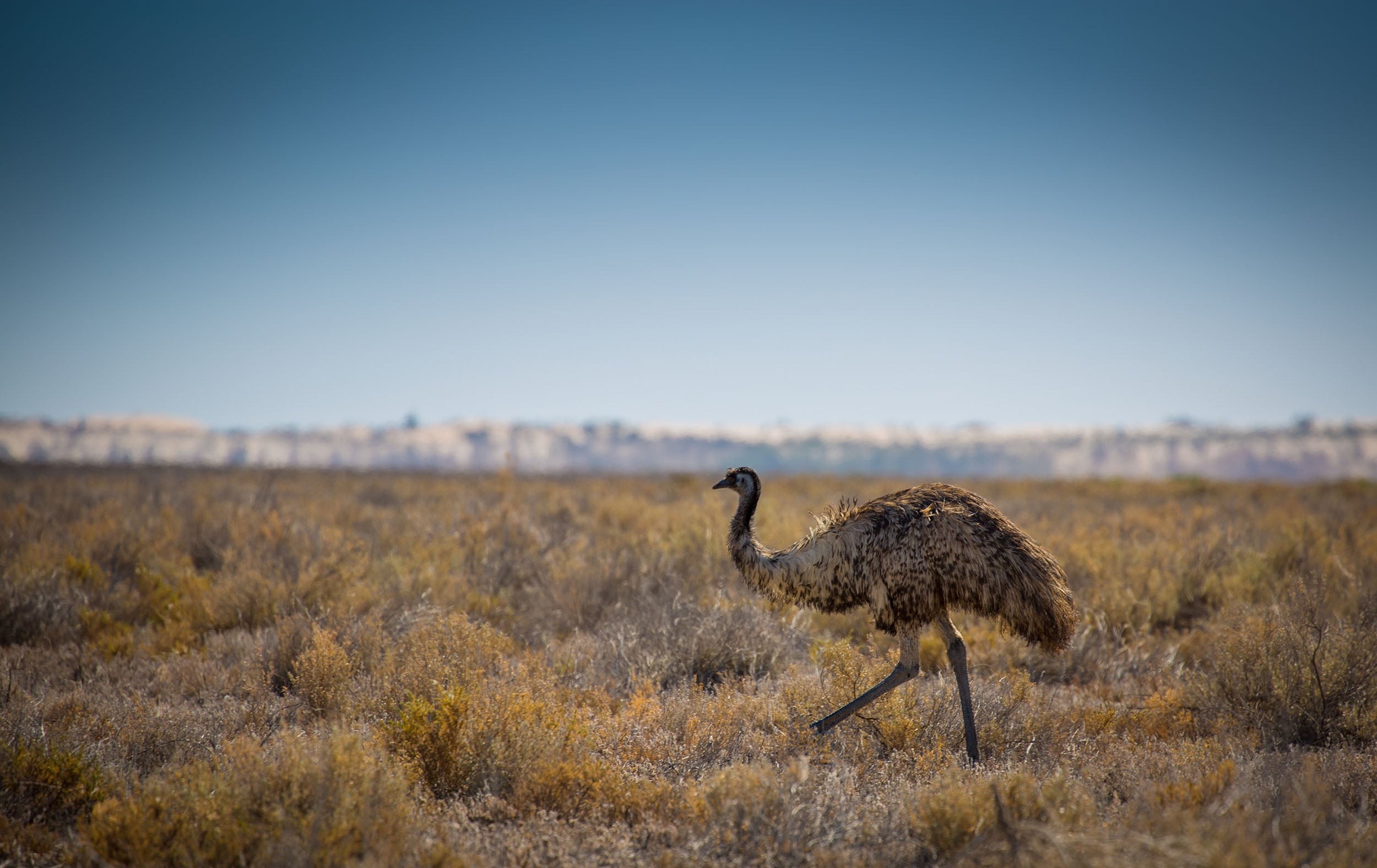 Emu walking through scrublands. Photo credit: mildura.com