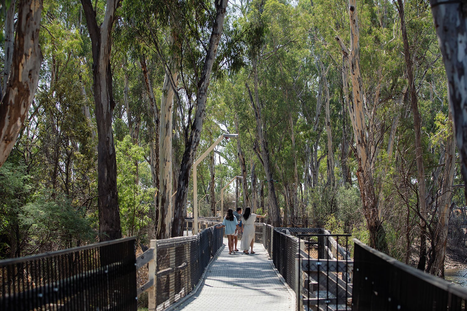 Three people walk together on an elevated walkway through a forested area in the Loddon-Mallee Region.