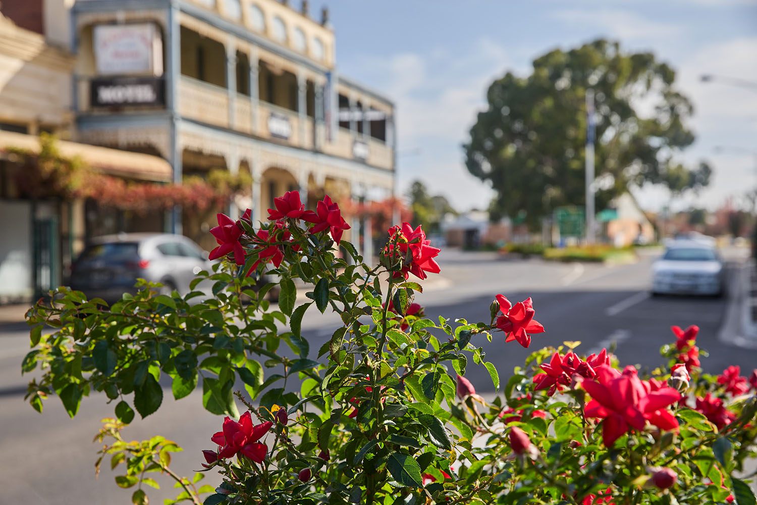 Red roses growing on the site of a small town street
